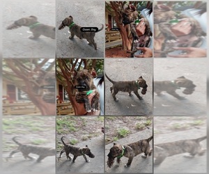Medium Presa Canario