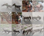 Puppy Kojack jrgreen Presa Canario