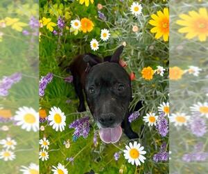 Mutt Dogs for adoption in Las Vegas, NV, USA