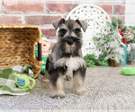 Small #4 Schnauzer (Miniature)