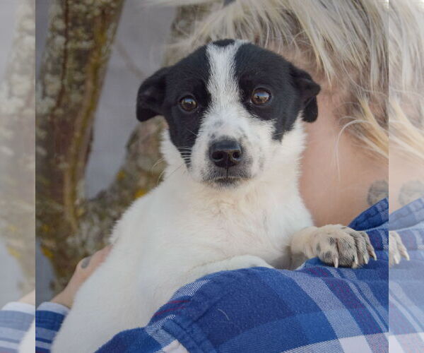 Medium Photo #5 Italian Greyhound-Jack Russell Terrier Mix Puppy For Sale in Huntley, IL, USA