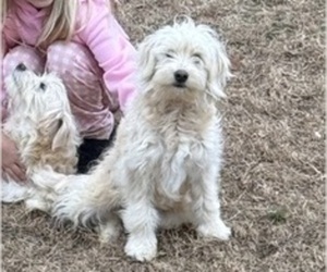 Aussiedoodle Miniature  Dog for Adoption in ARAB, Alabama USA
