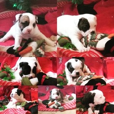 Olde English Bulldogge Puppy for sale in ROCHESTER, NY, USA
