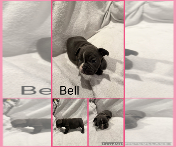 Medium Photo #5 French Bulldog Puppy For Sale in MAPLE LAKE, MN, USA