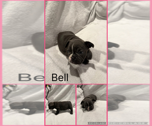 Medium French Bulldog