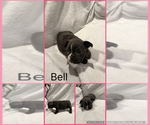 Puppy Bell French Bulldog