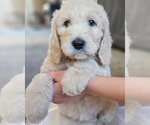 Small #3 Goldendoodle