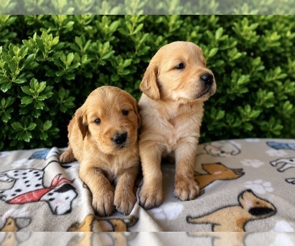 Medium Photo #13 English Cream Golden Retriever Puppy For Sale in CERES, CA, USA