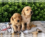 Small #12 English Cream Golden Retriever