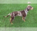 Small Photo #1 Catahoula Leopard Dog Puppy For Sale in KEITHVILLE, LA, USA