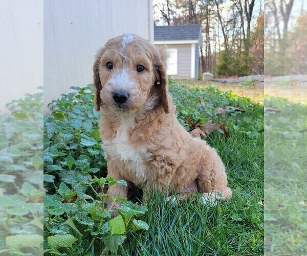 Medium Photo #1 Goldendoodle Puppy For Sale in RUTHERFORDTON, NC, USA