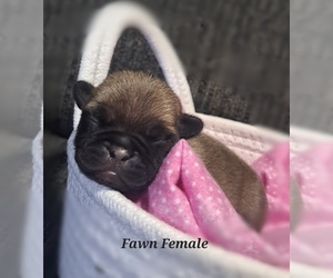 Medium Pug