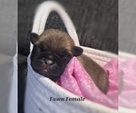 Puppy Silver Fawn Fem Pug