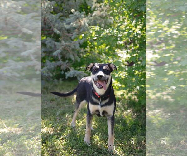 Medium Photo #6 American Pit Bull Terrier-Unknown Mix Puppy For Sale in Sandy, UT, USA