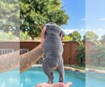 Small Photo #22 Olde English Bulldogge Puppy For Sale in FORT WORTH, TX, USA