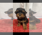 Small #1 Yorkshire Terrier