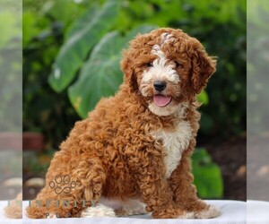 Goldendoodle (Miniature) Puppy for sale in LITITZ, PA, USA