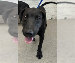 Labrador Retriever Dogs for adoption in San Bernardino, CA, USA