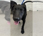 Small Labrador Retriever