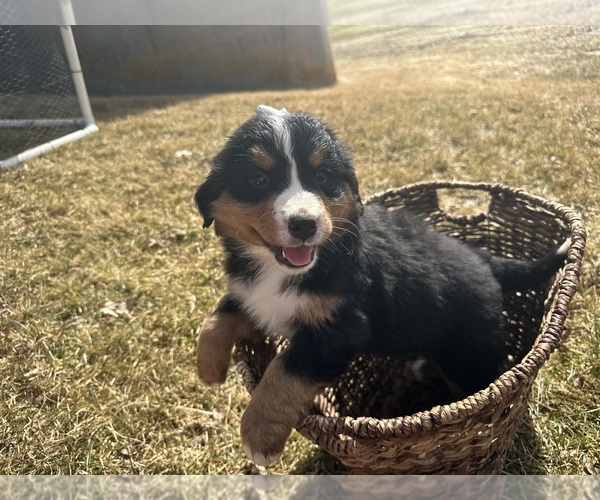 Medium Photo #9 Bernese Mountain Dog Puppy For Sale in ATHENS, WI, USA