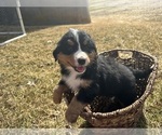 Small #8 Bernese Mountain Dog