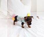 Small Photo #7 Yorkshire Terrier Puppy For Sale in ESTERO, FL, USA