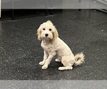 Small #5 Maltipoo