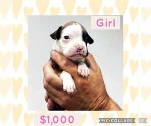 Boxer Puppy for sale in LAURENS, SC, USA