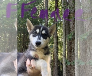 Siberian Husky Puppy for sale in WILLIAMSBURG, VA, USA