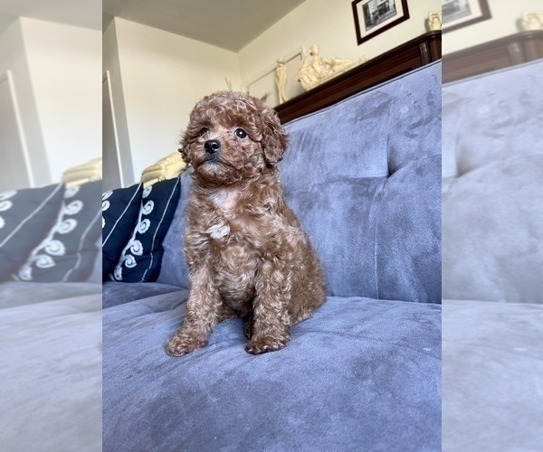 Medium Photo #24 Poodle (Toy) Puppy For Sale in HAYWARD, CA, USA