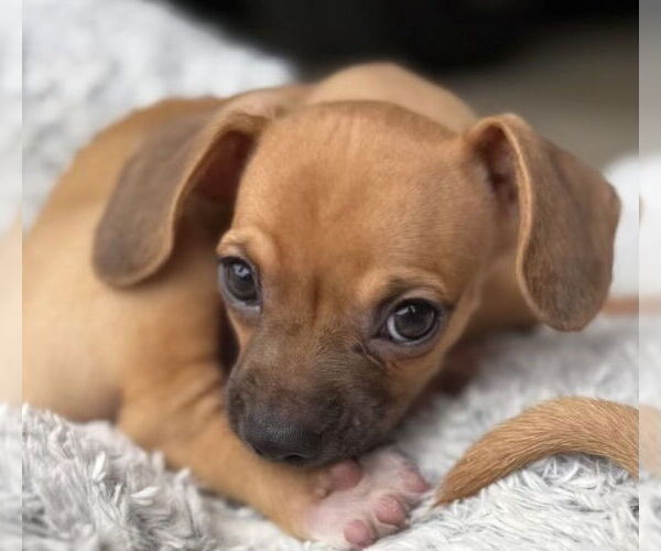 Medium Photo #4 Chihuahua-Unknown Mix Puppy For Sale in Raleigh, NC, USA