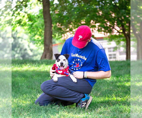 Medium Photo #4 Border Collie-Unknown Mix Puppy For Sale in Unionville, PA, USA