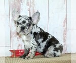 Small Photo #5 French Bulldog Puppy For Sale in FREDERICKSBURG, OH, USA