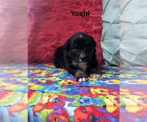 Miniature Australian Shepherd Puppy for sale in WILLIAMS, IA, USA