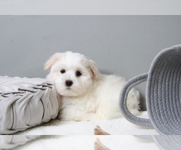 Medium Photo #6 Maltese Puppy For Sale in MARIETTA, GA, USA