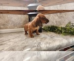 Small #7 Dachshund
