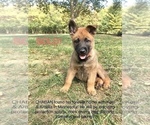 Small Photo #11 Belgian Malinois Puppy For Sale in FAIRPLAY, MD, USA