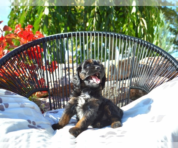 Medium Photo #14 Cavapoo Puppy For Sale in ELIZABETHTOWN, PA, USA