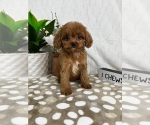 Cavapoo Puppy for sale in INDIANAPOLIS, IN, USA