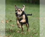 Small Photo #6 Australian Shepherd-Beagle Mix Puppy For Sale in Mechanicsburg, PA, USA