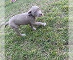 Puppy 9 American Pit Bull Terrier-American Staffordshire Terrier Mix