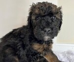 Small Photo #1 Whoodle Puppy For Sale in EVANSVILLE, IN, USA