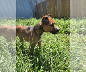 Duke - Male American Staffordshire Terrier-Boxer Mix Dog for Adoption - Photo #3
