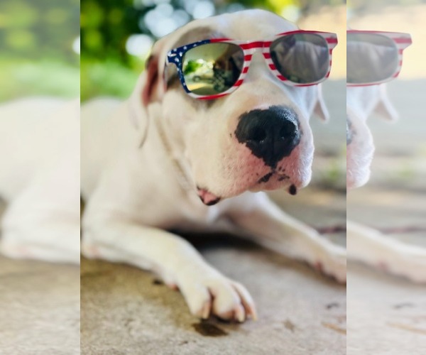 Medium Photo #6 American Bulldog-Unknown Mix Puppy For Sale in Germantown, OH, USA