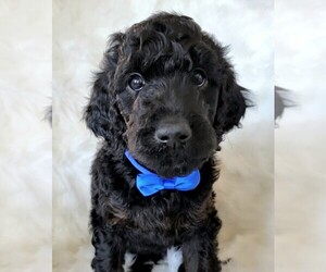 Goldendoodle Puppy for sale in PEORIA, AZ, USA