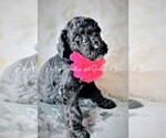 Small Photo #17 Goldendoodle Puppy For Sale in RUSKIN, FL, USA