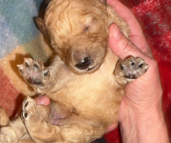 Medium Photo #2 Poodle (Standard) Puppy For Sale in DEXTER, MO, USA