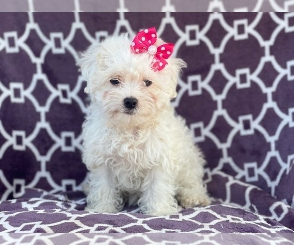 Medium Photo #13 Maltipoo Puppy For Sale in LAKELAND, FL, USA