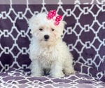 Small Photo #13 Maltipoo Puppy For Sale in LAKELAND, FL, USA