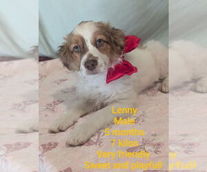 Australian Shepherd Dogs for adoption in San Diego , CA, USA
